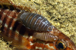 Parasites on grouper by Nuno Rodrigues 